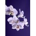 FRAGRANCE - Vanilla Orchid